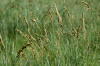 fleurs hautes-alpes Carex paniculata Laiche-paniculee Cyperacees 