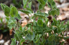 fleurs hautes-alpes Aristolochia pistolochia Aristoloche-pistoloche Aristolochiacees 