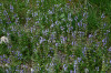 fleurs hautes-alpes Salvia verbenaca Sauge-a-feuilles-de-verveine Lamiacees 