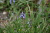 fleurs hautes-alpes Salvia verbenaca Sauge-a-feuilles-de-verveine Lamiacees 