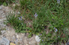 fleurs hautes-alpes Salvia verbenaca Sauge-a-feuilles-de-verveine Lamiacees 