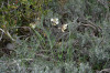 fleurs hautes-alpes Lathyrus pannonicus Gesse-de-Hongrie Fabacees 