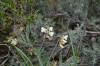 fleurs hautes-alpes Lathyrus pannonicus Gesse-de-Hongrie Fabacees 