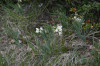 fleurs hautes-alpes Lathyrus pannonicus Gesse-de-Hongrie Fabacees 