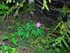 fleurs hautes-alpes Paeonia officinalis Pivoine Paeoniacees 