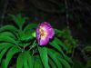 fleurs hautes-alpes Paeonia officinalis Pivoine Paeoniacees 