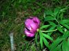 fleurs hautes-alpes Paeonia officinalis Pivoine Paeoniacees 