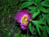 fleurs hautes-alpes Paeonia officinalis Pivoine Paeoniacees 