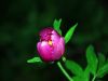 fleurs hautes-alpes Paeonia officinalis Pivoine Paeoniacees 
