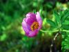 Paeonia officinalis