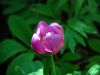 fleurs hautes-alpes Paeonia officinalis Pivoine Paeoniacees 