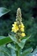 fleurs hautes-alpes Verbascum thapsus Bouillon-blanc Scrophulariacees Molene-Bouillon-blanc