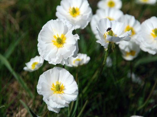 Fleurs