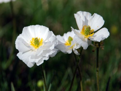 Fleurs