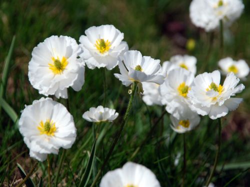 Fleurs