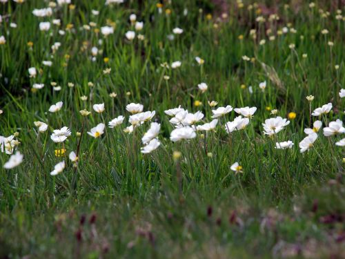 Fleurs