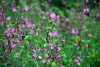 fleurs hautes-alpes Silene dioica Silene-dioique Caryophyllacees Compagnon-rouge-Lychnis-des-forets