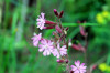 fleurs hautes-alpes Silene dioica Silene-dioique Caryophyllacees Compagnon-rouge-Lychnis-des-forets
