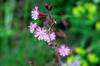 fleurs hautes-alpes Silene dioica Silene-dioique Caryophyllacees Compagnon-rouge-Lychnis-des-forets