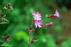 fleurs hautes-alpes Silene dioica Silene-dioique Caryophyllacees Compagnon-rouge-Lychnis-des-forets