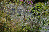 fleurs hautes-alpes Epilobium hirsutum Epilobe-herisse Onagracees Epilobe-hirsute