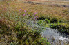fleurs hautes-alpes Epilobium hirsutum Epilobe-herisse Onagracees Epilobe-hirsute