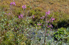 fleurs hautes-alpes Epilobium hirsutum Epilobe-herisse Onagracees Epilobe-hirsute