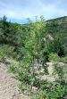 fleurs hautes-alpes Colutea arborescens Baguenaudier Fabacees Arbre-a-vessies-Baguenaudier-arborescent