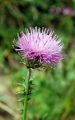 fleurs hautes-alpes Carduus carlinifolius Chardon-a-feuilles-de-carline Asteracees 