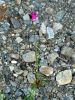 fleurs hautes-alpes Dianthus carthusianorum Oeillet-des-chartreux Caryophyllacees Oeil-de-serpent