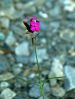 fleurs hautes-alpes Dianthus carthusianorum Oeillet-des-chartreux Caryophyllacees Oeil-de-serpent