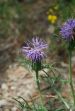 fleurs hautes-alpes Carthamus carduncellus Cardoncelle-de-Montpellier Asteracees Cardoncelle-des-Montpellierains