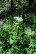 fleurs hautes-alpes Imperatoria ostruthium Imperatoire Apiacees Peucedan-ostruthium-Benjoin-Imperatoire-a-feuilles-d-Astranthe