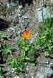 fleurs hautes-alpes Crepis aurea Crepide-doree Asteracees Crepide-orangee-Crepis-doree