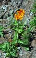 fleurs hautes-alpes Crepis aurea Crepide-doree Asteracees Crepide-orangee-Crepis-doree