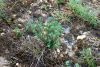 fleurs hautes-alpes Thymus vulgaris Thym-commun Lamiacees Farigoule-Thym-des-jardins