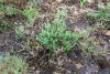 fleurs hautes-alpes Thymus vulgaris Thym-commun Lamiacees Farigoule-Thym-des-jardins