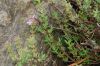 fleurs hautes-alpes Thymus vulgaris Thym-commun Lamiacees Farigoule-Thym-des-jardins