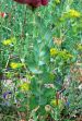fleurs hautes-alpes Bupleurum rotundifolium Buplevre-a-feuilles-rondes Apiacees Oreille-de-lievre-Buplevre-engaine