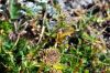 Pachypleurum mutellinoides