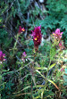 fleurs hautes-alpes Melampyrum arvense Melampyre-des-champs Scrophulariacees 