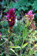 fleurs hautes-alpes Melampyrum arvense Melampyre-des-champs Scrophulariacees 