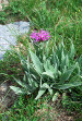 fleurs hautes-alpes Centaurea uniflora Centauree-uniflore Asteracees Centauree-a-un-capitule-Centauree-a-une-tete