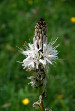 fleurs hautes-alpes Asphodelus albus Asphodele-blanc Liliacees Asphodele-blanc-Baton-blanc-Poireau-de-chien