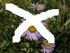 Inflorescence / Capitule