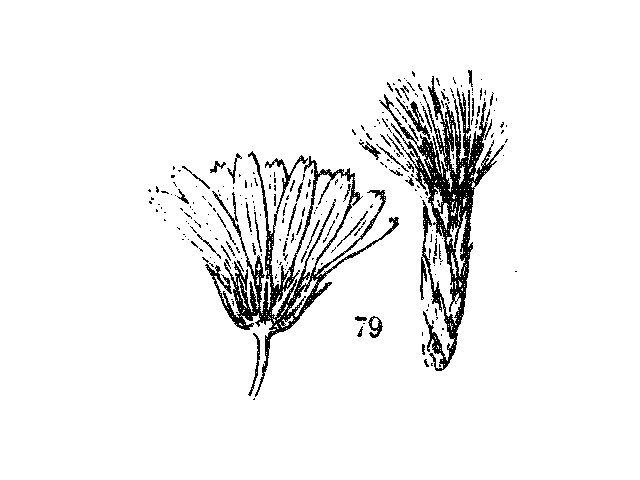 Inflorescence / Capitule