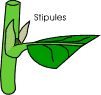 Feuille / Stipule