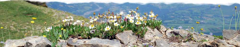 Dryas octopetala