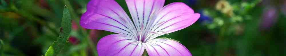 Identifier une fleur