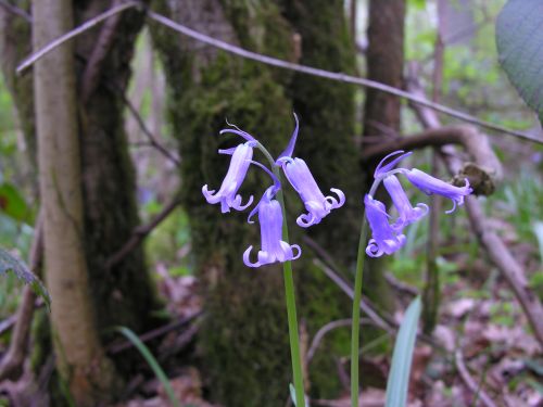 Randonnées et flore des Alpes